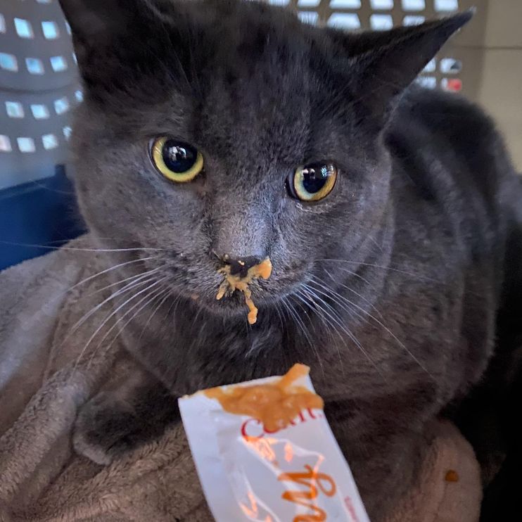 Kitten Drawn to Cats in Warm Home, Hopes to Escape the Cold but Too Shy,  the Homeowner Knows Just How to Help - Love Meow