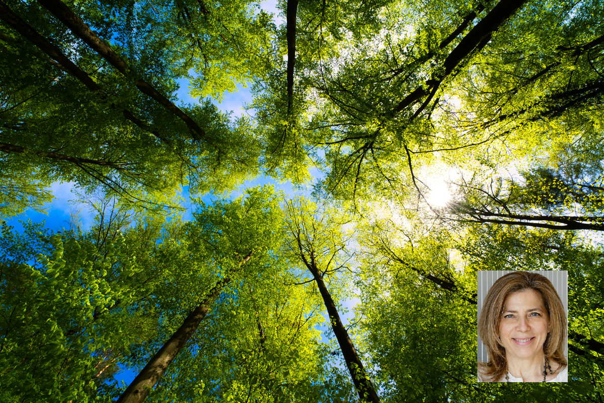 «Gli alberi sono diventati invisibili ma grazie a loro racconto il mondo»