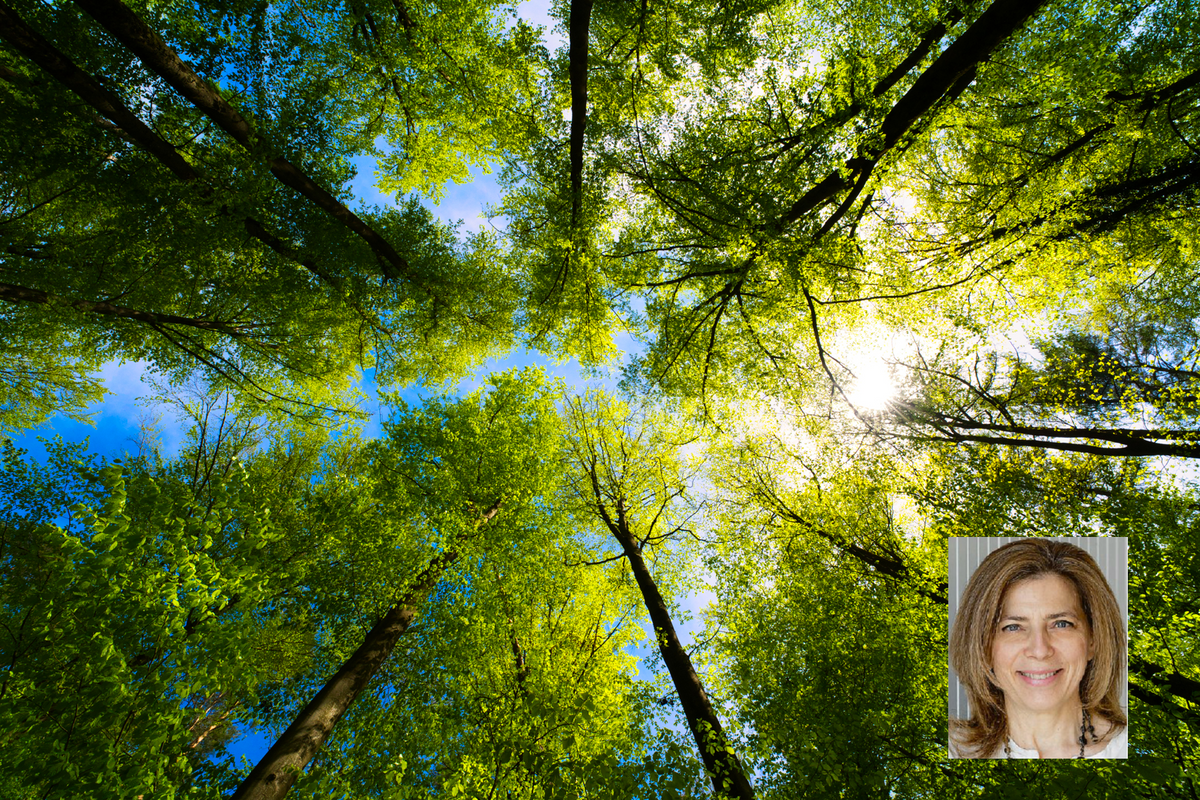 «Gli alberi sono diventati invisibili ma grazie a loro racconto il mondo»