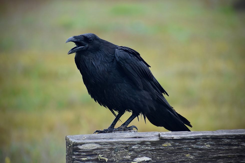 raven