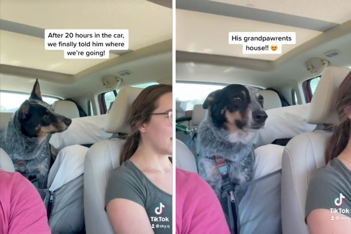 dog in back seat of car looking at owner in front seat