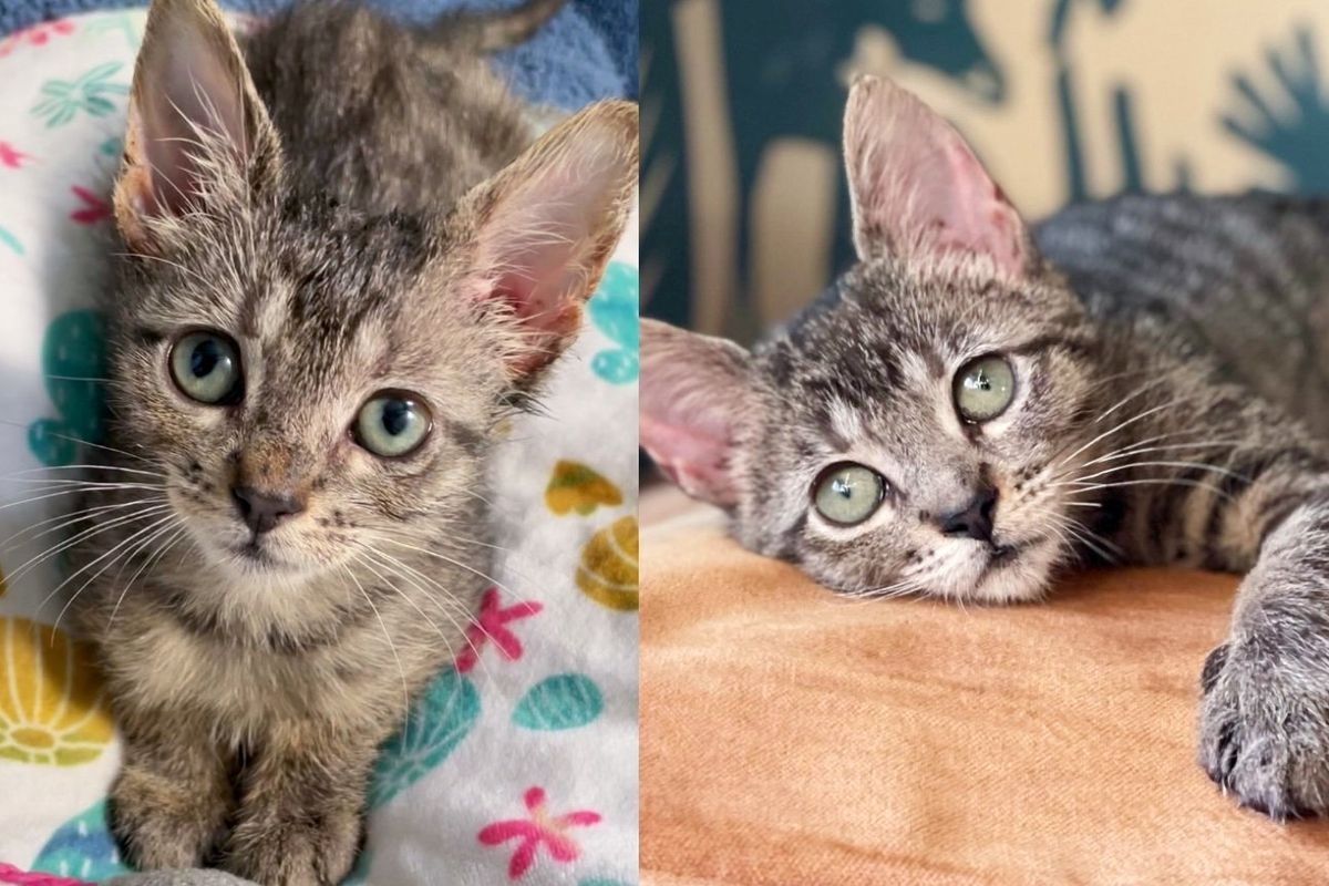 Kitten Missed Holidays with Others but Survived it all, is Finally Doing What She Wanted in Sweet Home
