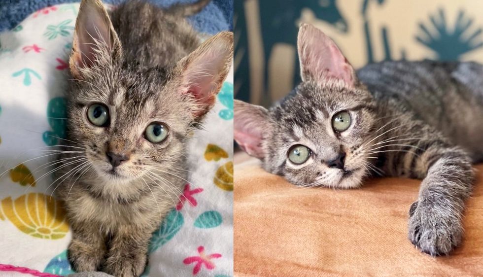 Kitten Missed Holidays with Others but Survived it all, is Finally Doing What She Wanted in Sweet Home