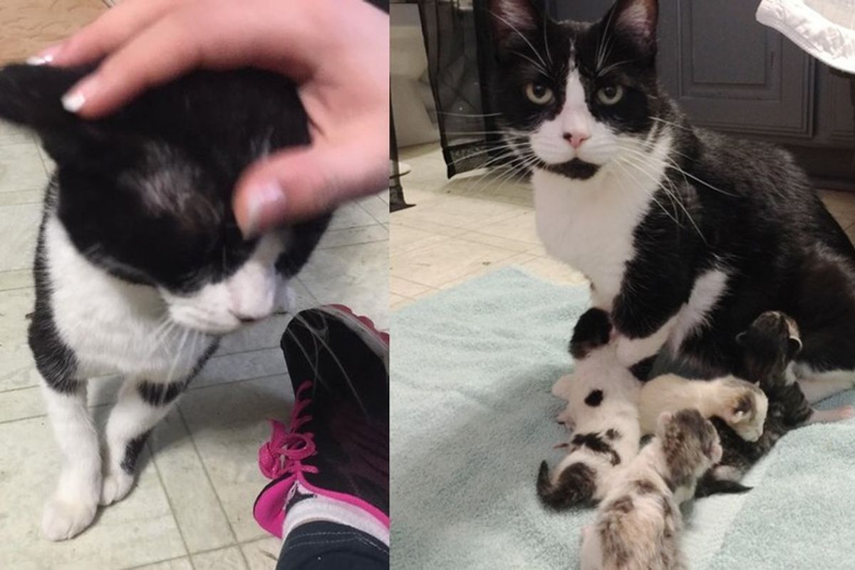 They Save a Pregnant Senior Cat from Death Row So She and Her Babies Could Have a Good Life