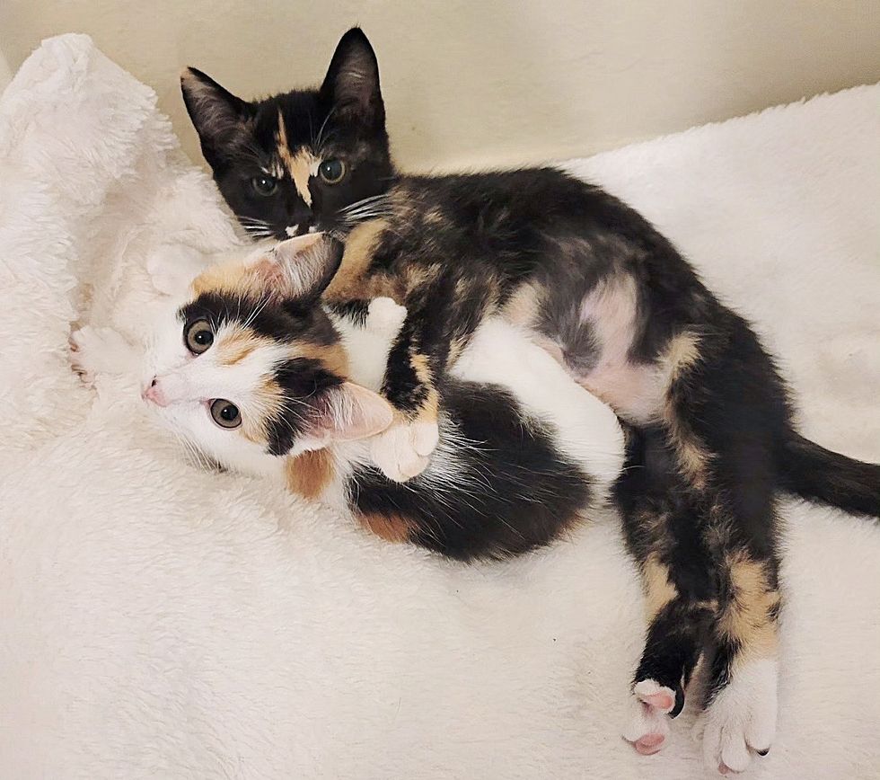 cute kittens snuggling, dark calico