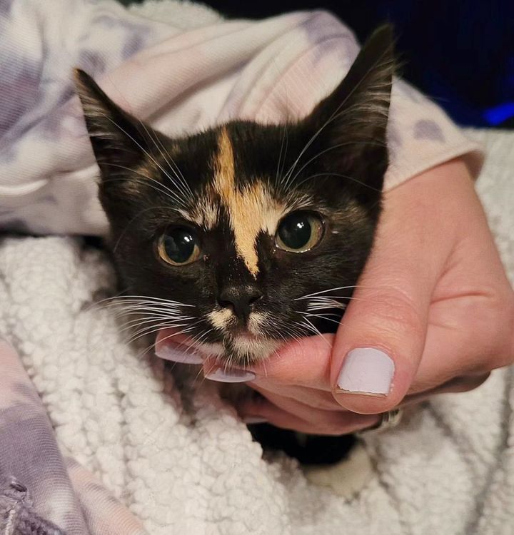 dark calico kitten snuggles