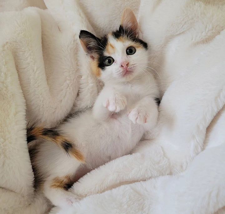 cute calico kitten