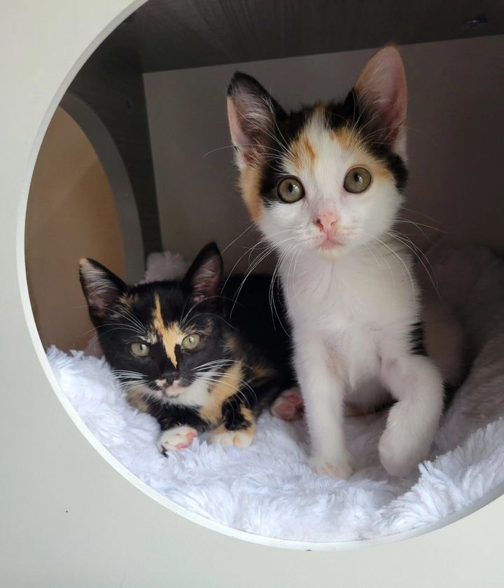 calico kittens best friends