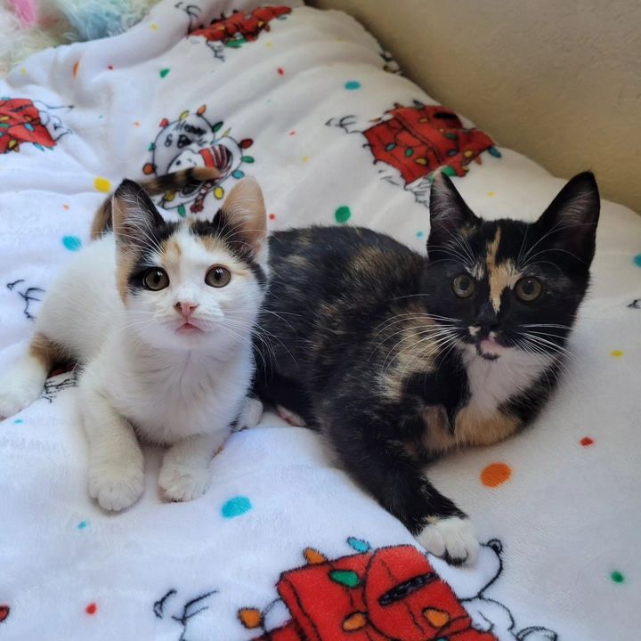 calico kittens best friends