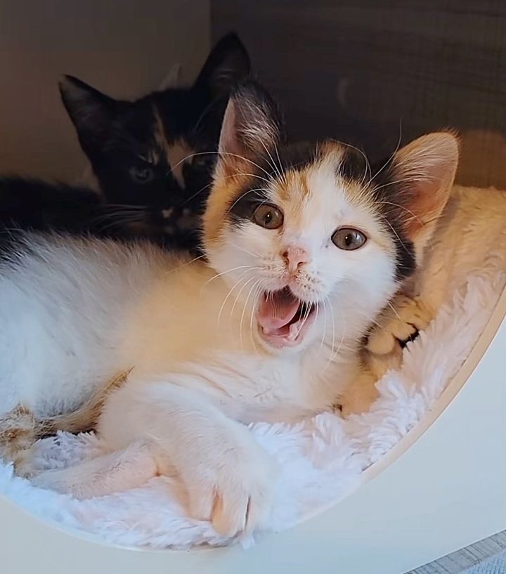 calico kittens cute