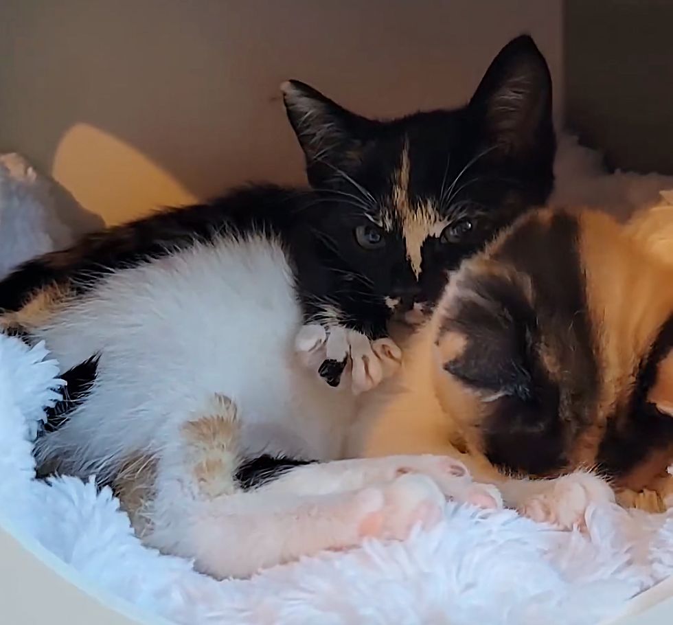 calico kittens hugs