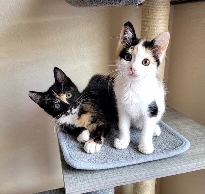 calico kittens best friends