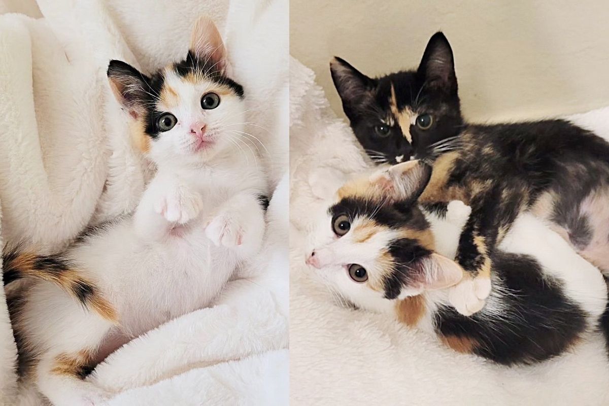 Kitten Becomes Obsessed with Another Cat and Won't Let Her Go After Her Adopter Didn't Show Up at Shelter