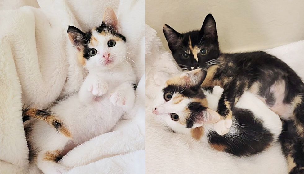 Kitten Becomes Obsessed with Another Cat and Won't Let Her Go After Her Adopter Didn't Show Up at Shelter