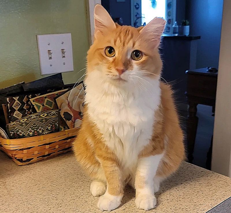 fluffy orange white cat