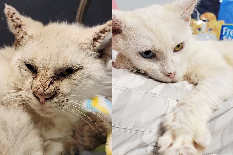 cat mange transformation