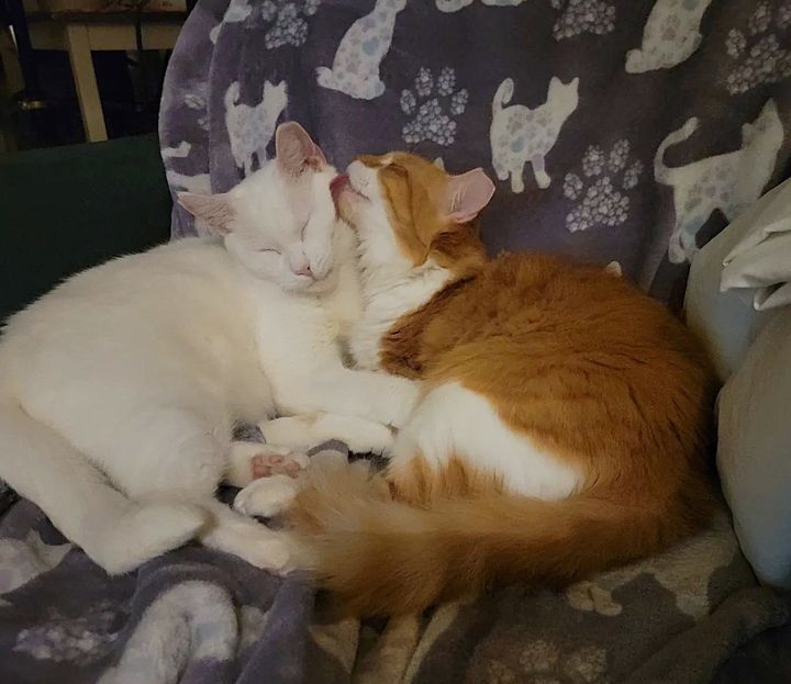 best friends cats snuggles