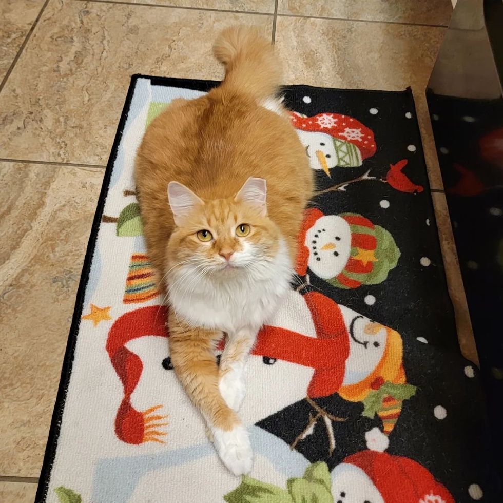 fluffy orange cat christmas