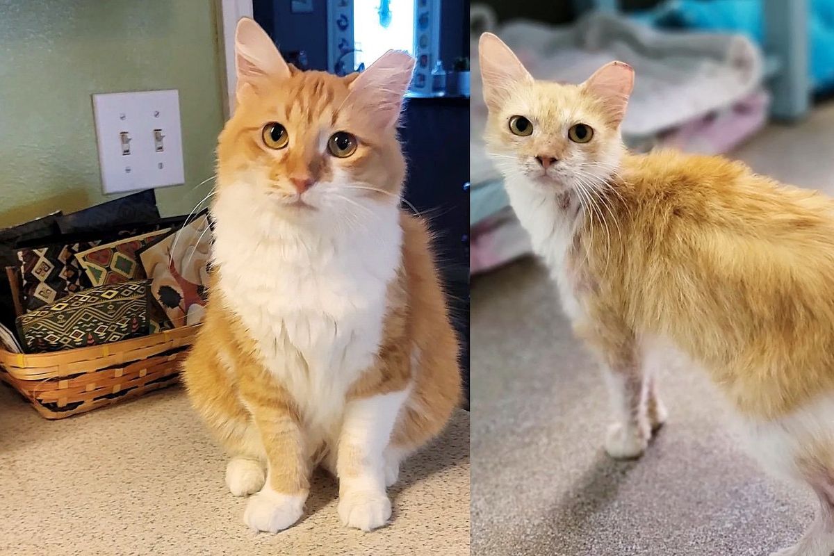 Cat Looks Completely Different From When She Lived Outside, Finds a Soulmate to Spend Life with