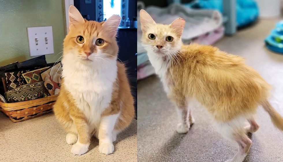 Cat Looks Completely Different From When She Lived Outside, Finds a Soulmate to Spend Life with