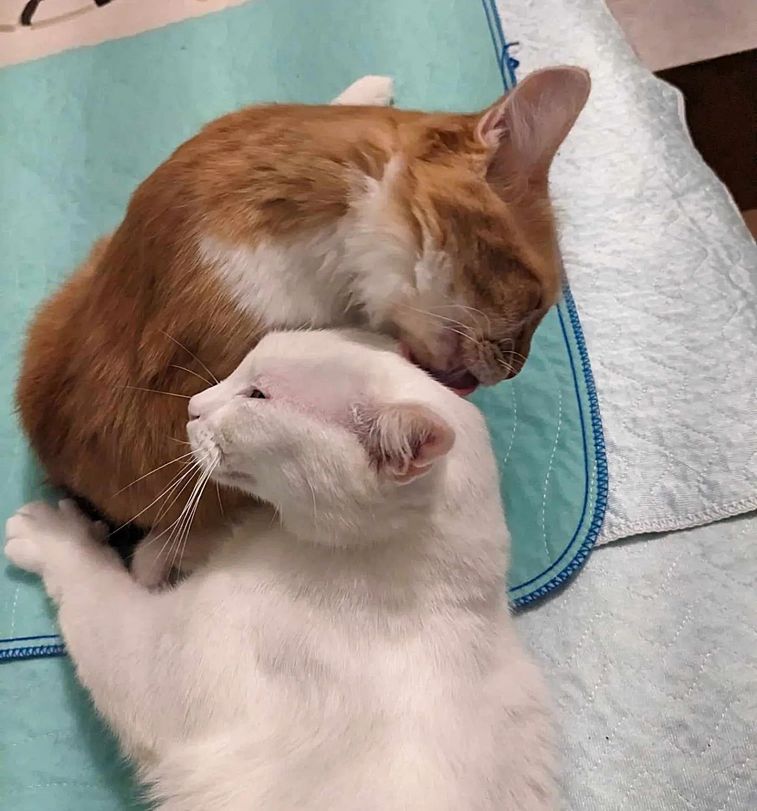 cats snuggling grooming