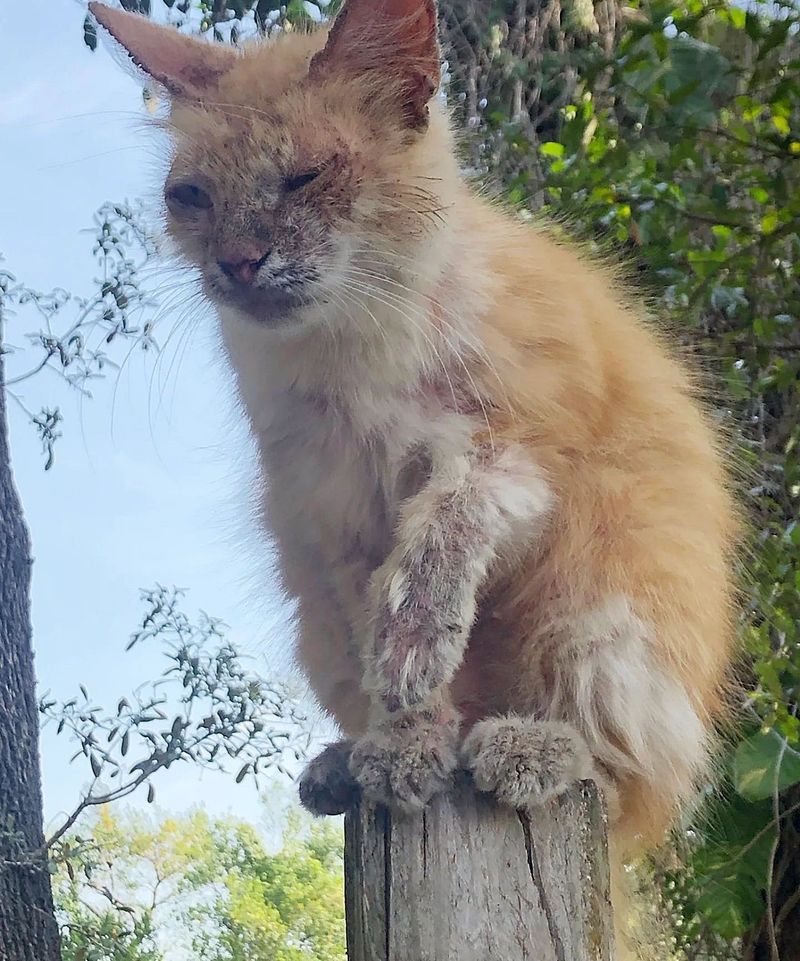 rеscuеd cat fence