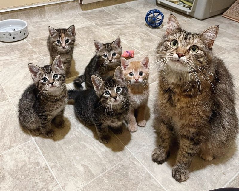 cat fluffy kittens