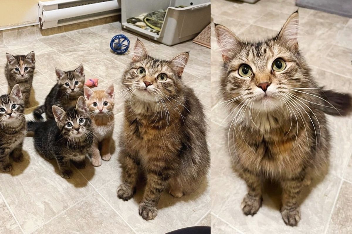 Cat Brought to Shelter with Kittens, After Nearly 100 Days She Has What She Wished for Christmas