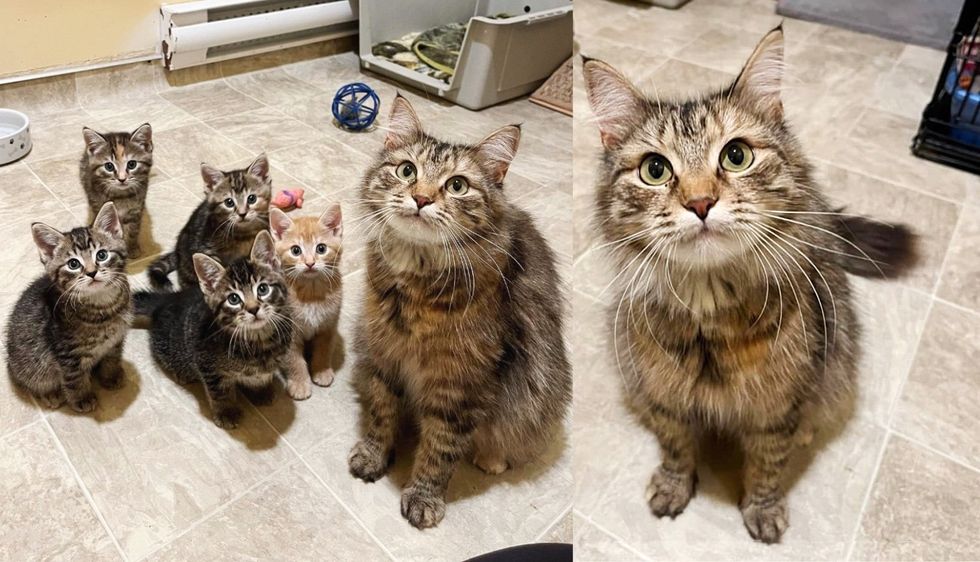 Cat Brought to Shelter with Kittens, After Nearly 100 Days She Has What She Wished for Christmas