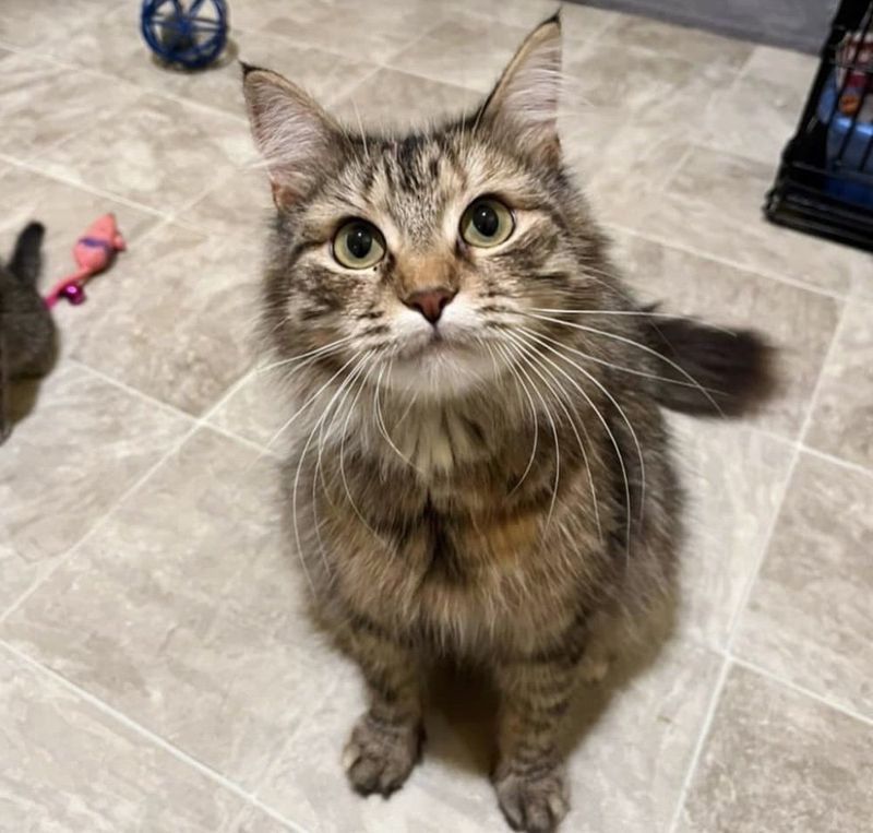 sweet fluffy tabby cat