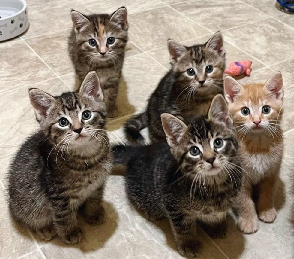 sweet fluffy kittens tabbies