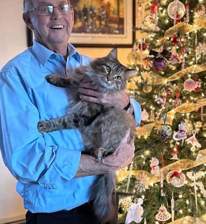 cat merry christmas tree