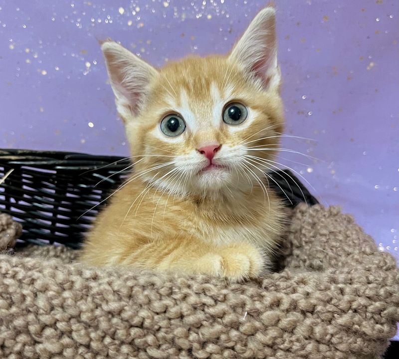 ginger kitten basket