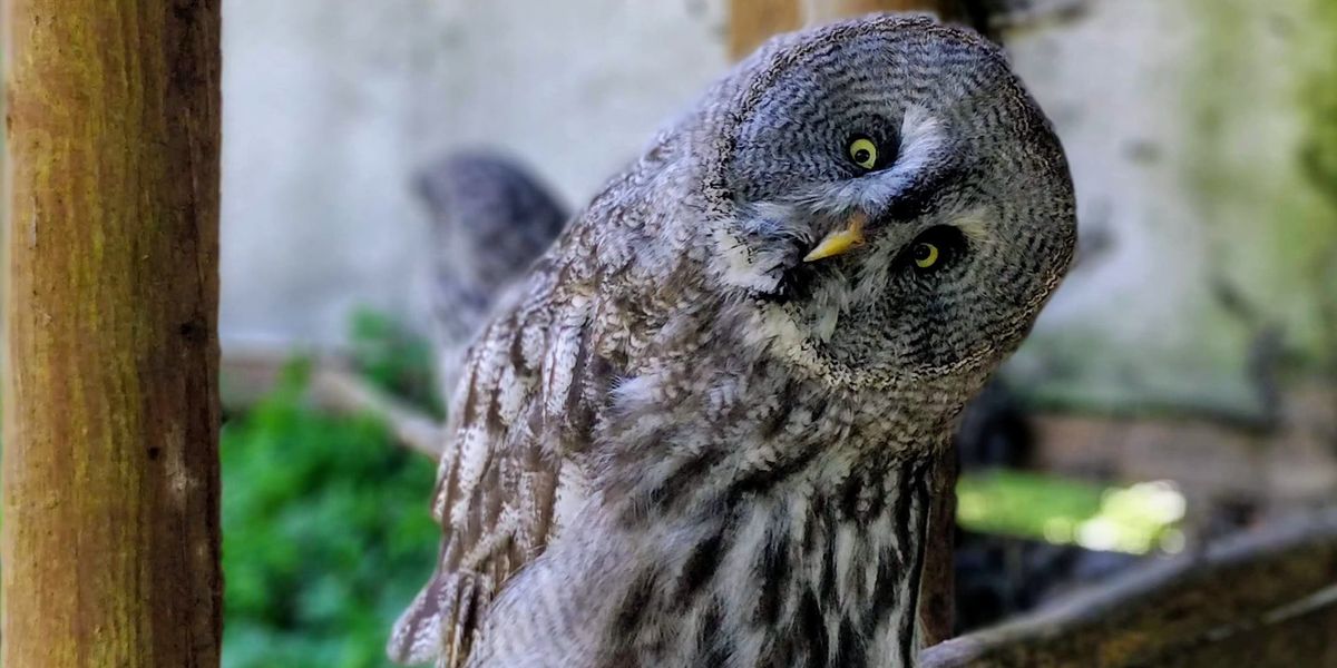 Close up of an owl tilting their head to side, looking bewildered