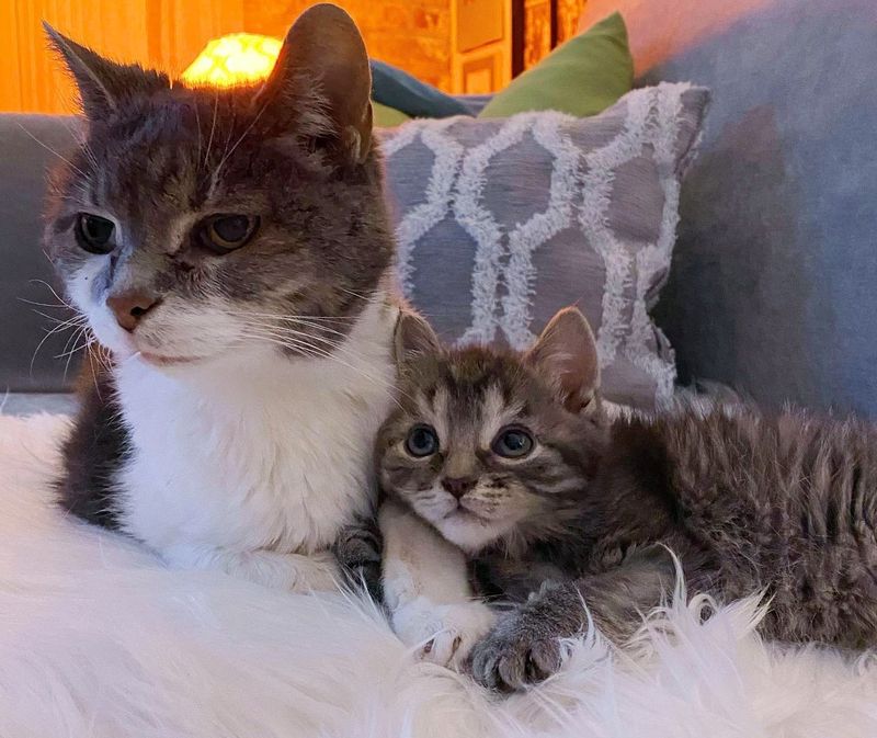 kitten cuddling cat