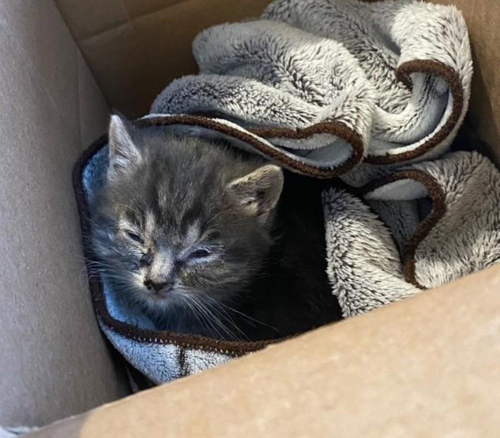 kitten box rescue