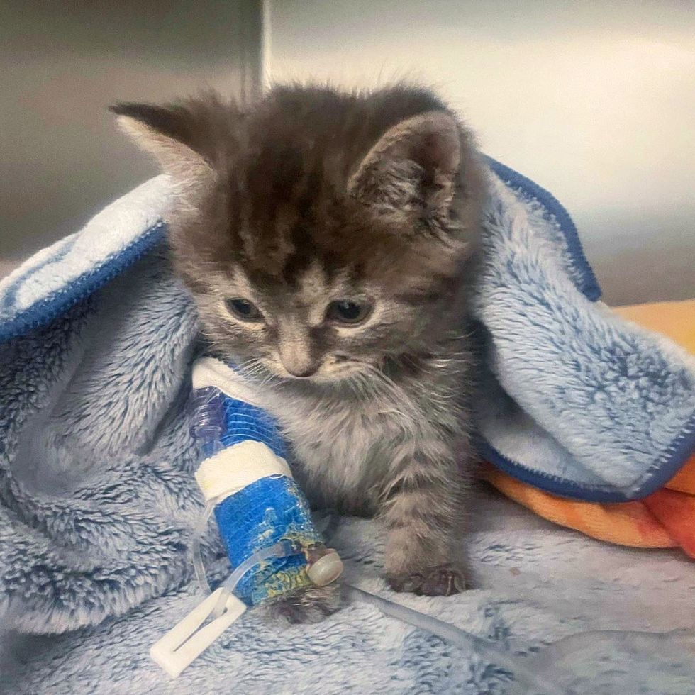 kitten tiny hospital