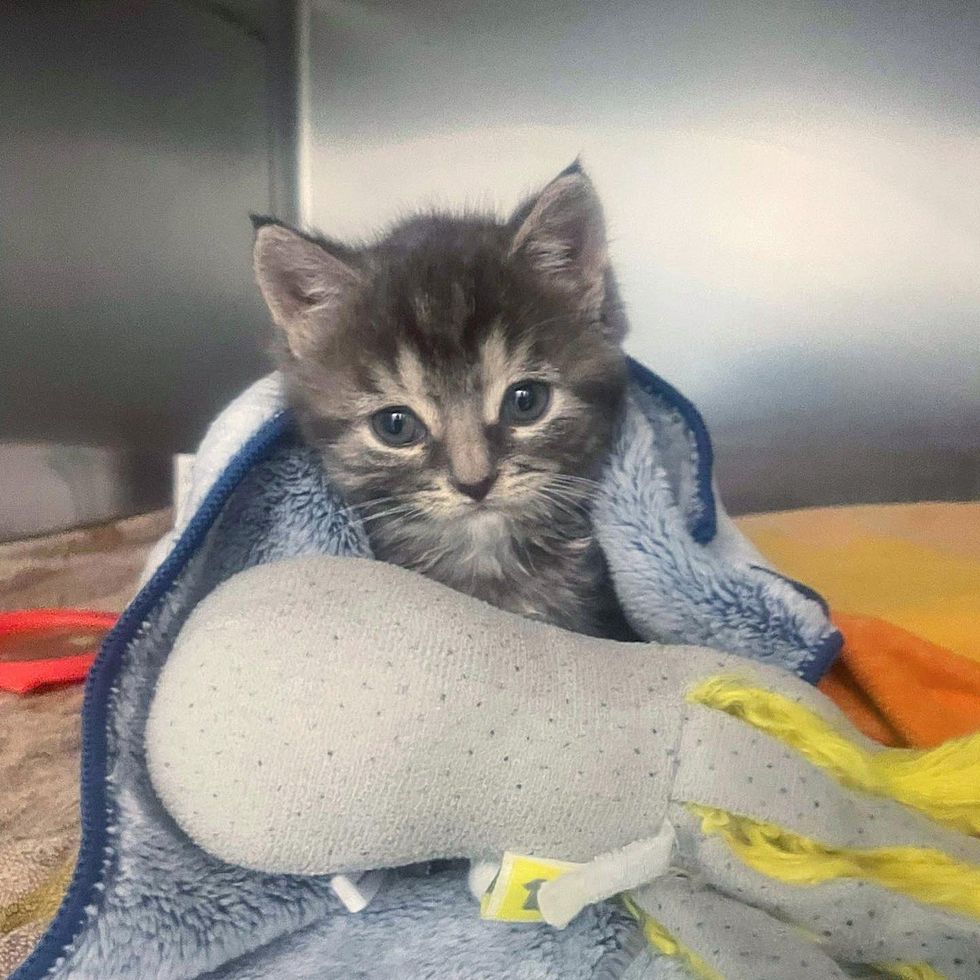kitten under blanket