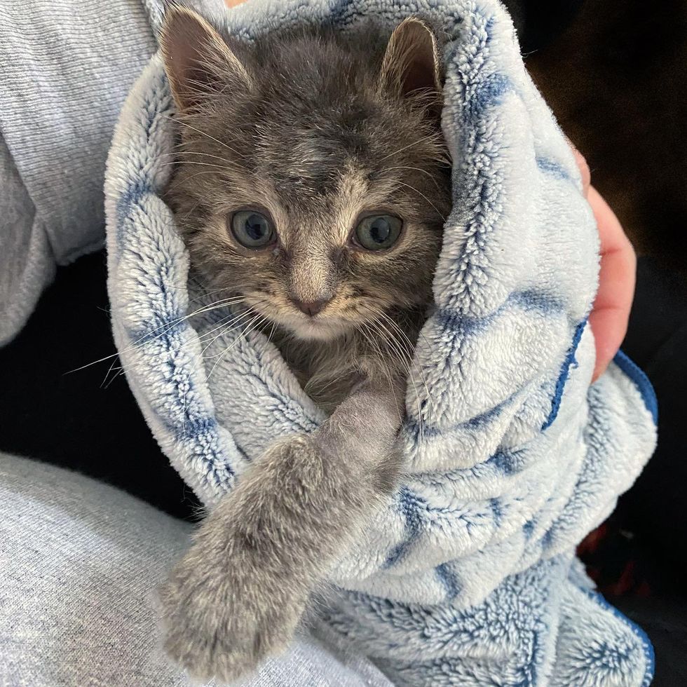 kitten wrapped purrito