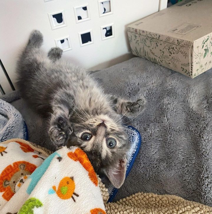 playful kitten rolling