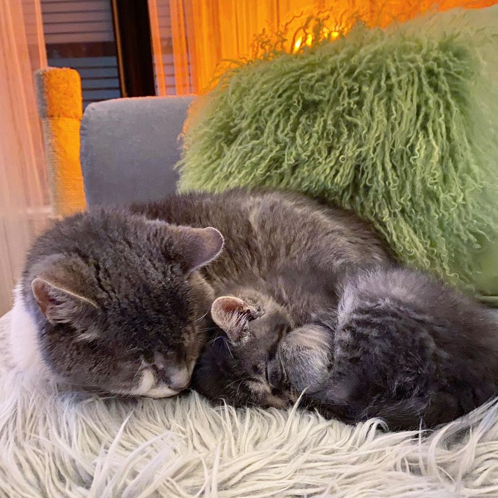 cat cuddles kitten sweet
