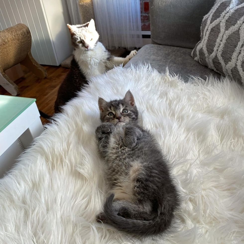 kitten belly cat couch