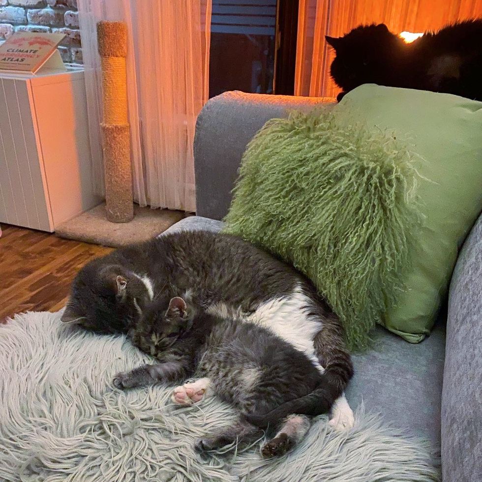 cat cuddles kitten couch