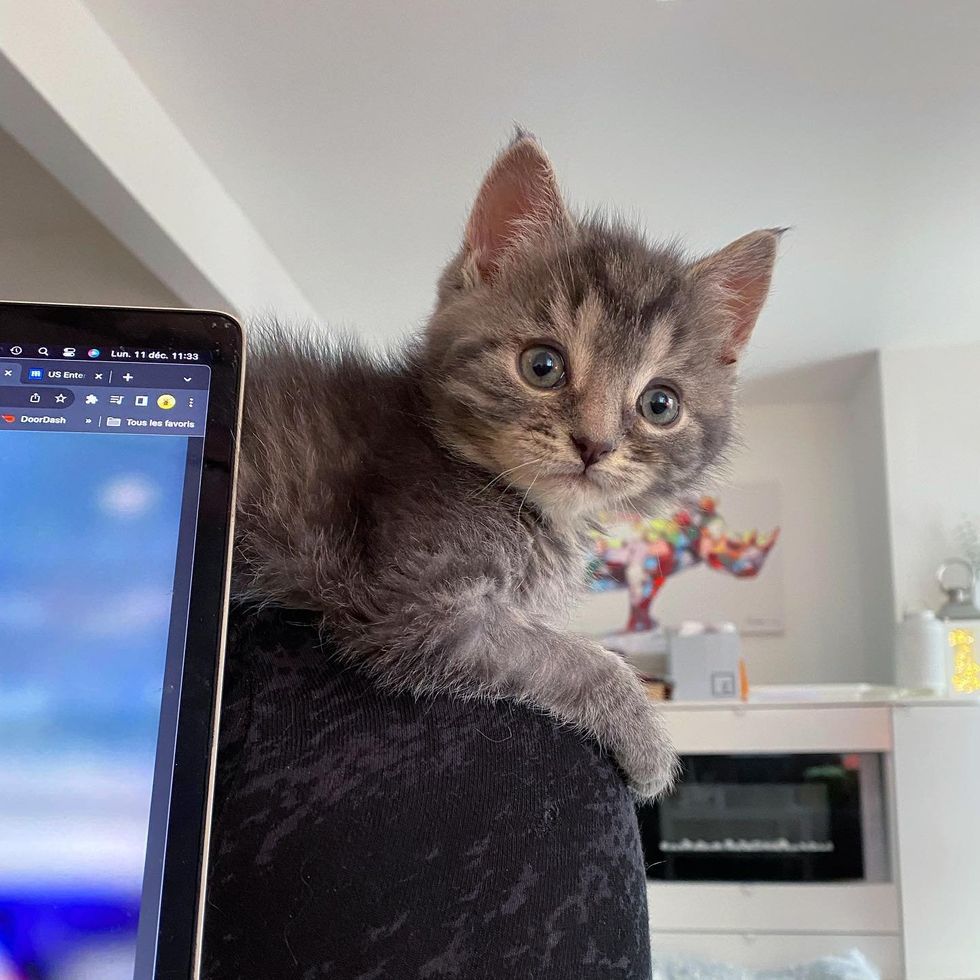 kitten office cat