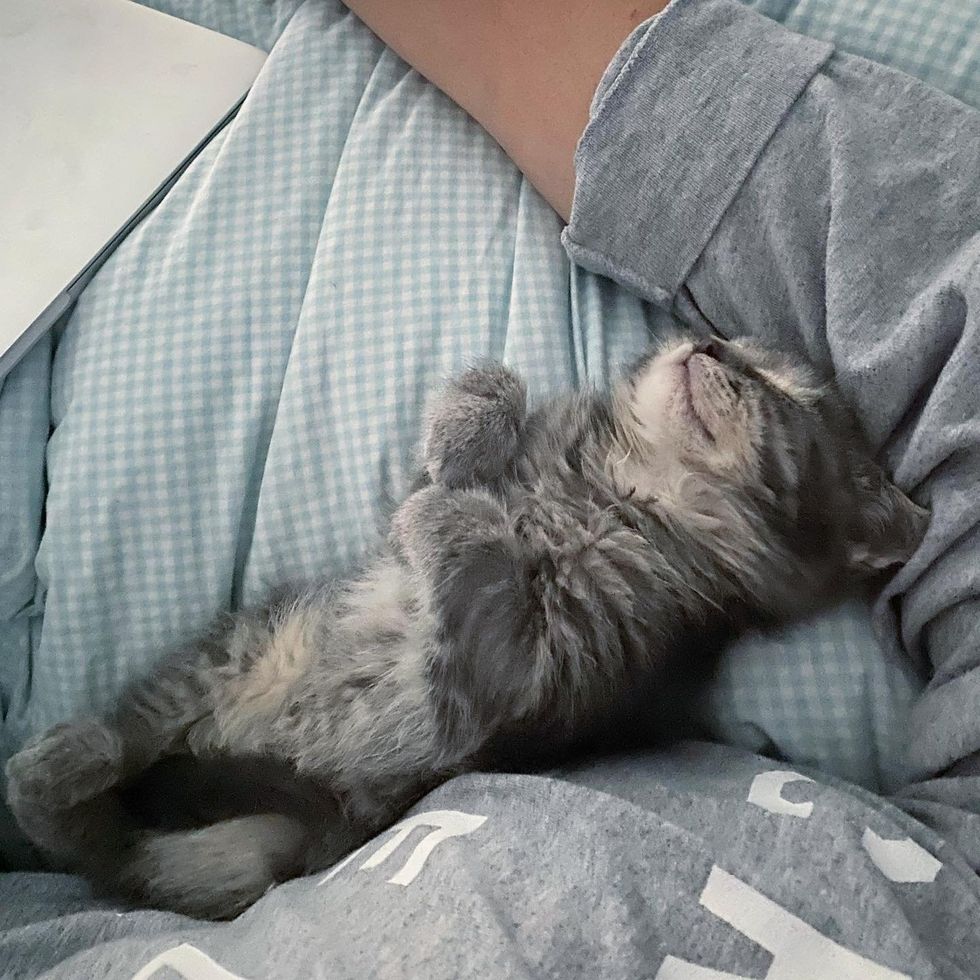 kitten sleeping sweet