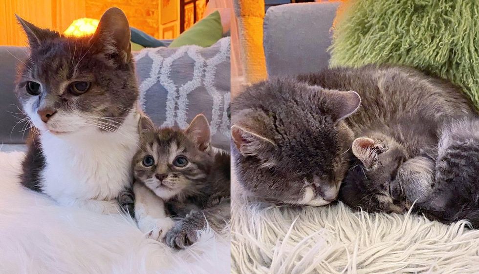 Kitten Spent 6 Weeks Fighting to Live, then Met a Cat Who Made Him Feel Warm and Adored this Holiday Season