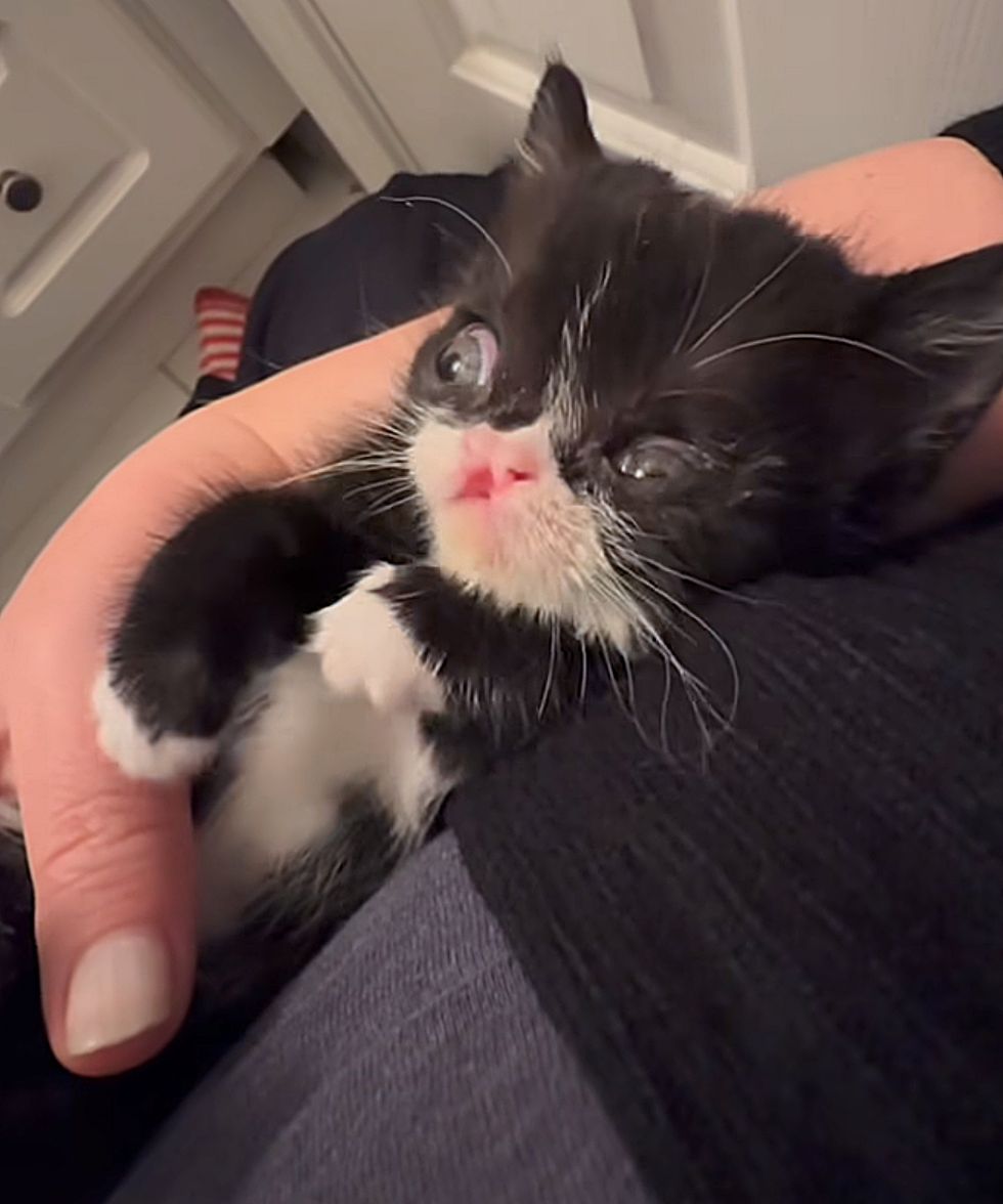 snuggly tuxedo kitten