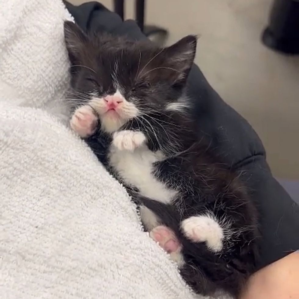 cute kitten snuggles