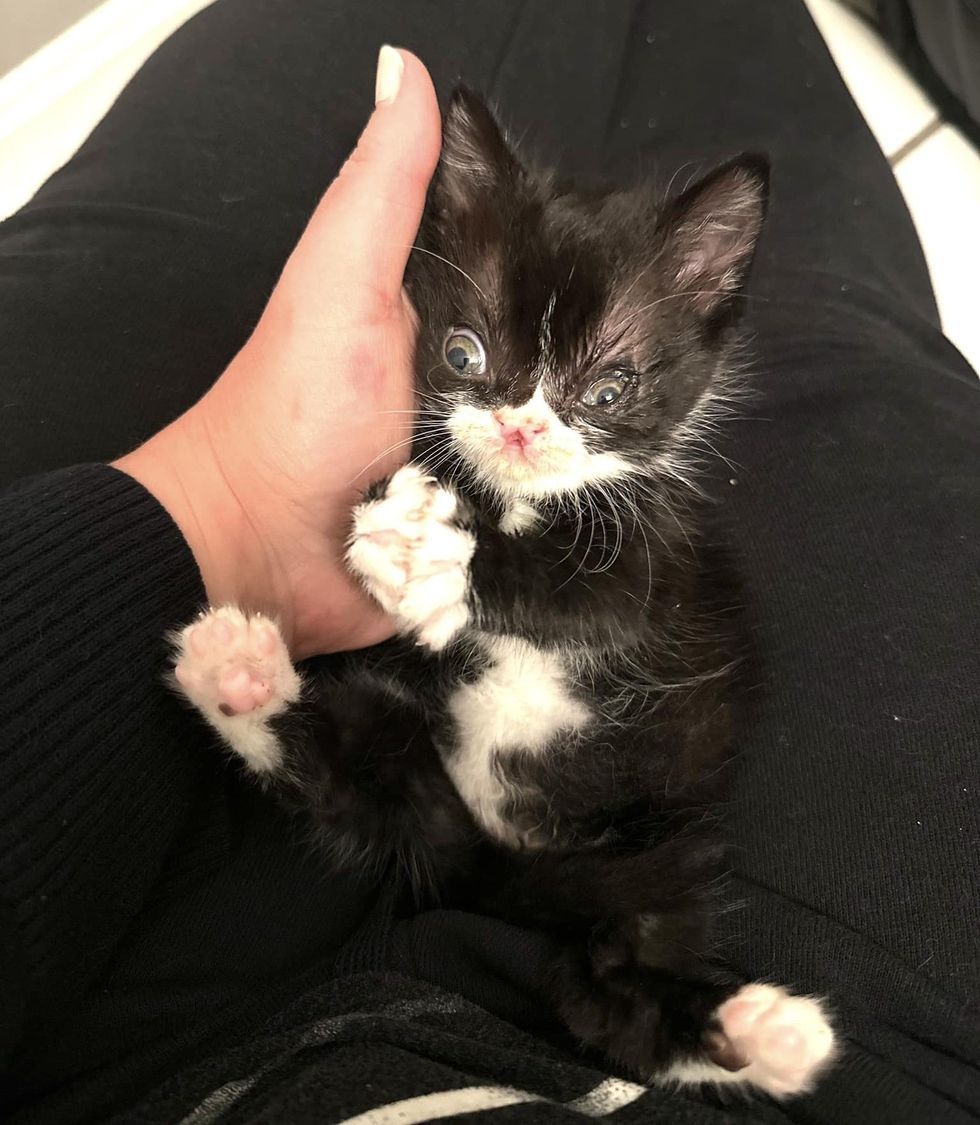 kitten nose lap cat