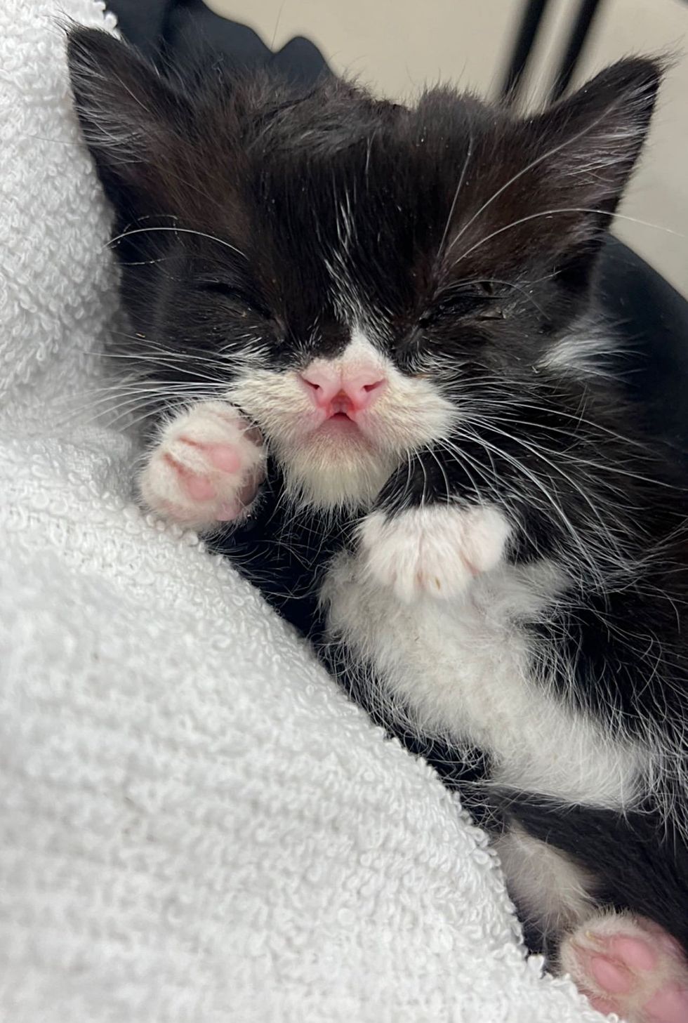 sleeping kitten cute tuxedo